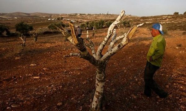 Filistin: Yahudi yerleşimciler Batı Şeria'da 300 zeytin ağacını tahrip etti