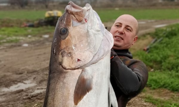Soğuğa rağmen girdiği denizde zıpkınla dev akya avladı
