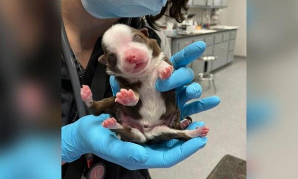 Dünyada ilk kez 6 ayaklı ve iki kuyruklu doğan bir köpek hayatta kaldı