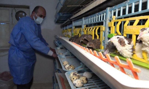 Yurdun dört bir yanına bıldırcın pazarlıyor