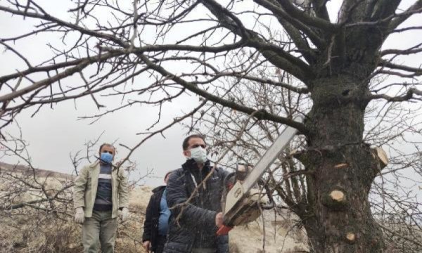 Tunceli'de, menengiç ağaçlarında Antep fıstığı yetişecek