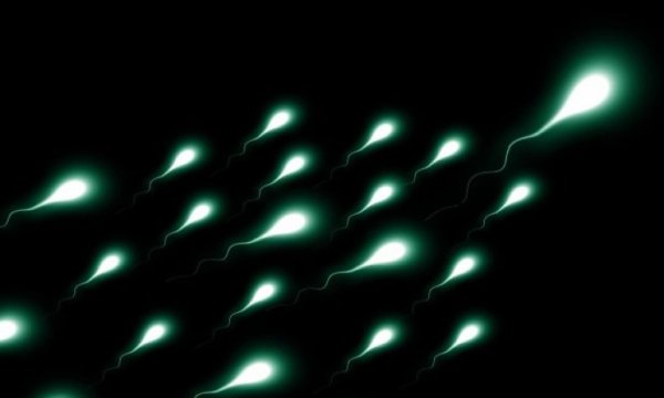 Araştırma: Koronavirüs aşısı sperm sayısını etkilemiyor