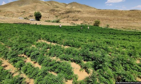Bingöl’de 350 ton toz esrar üretilebilecek kök Hint Keneviri ele geçirildi