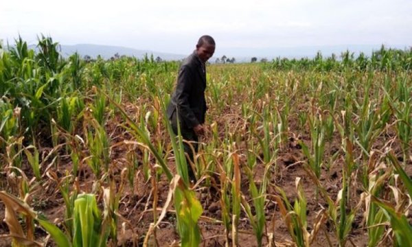 Kenya, kuraklık gerekçesiyle GDO'lu gıdaya izin verdi