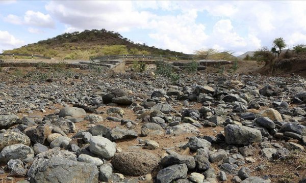 Kenya'da kuraklık yüzlerce yaban hayvanının telef olmasına yol açtı