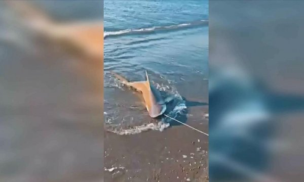 Hatay'da balıkçı oltasına kum köpek balığı takıldı