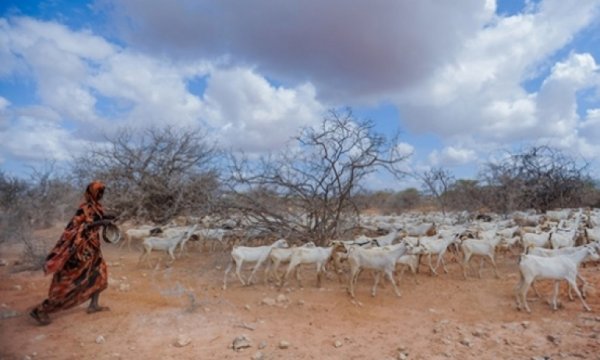 Somalililer yiyecek bulabilmek için evlerini terk ediyor