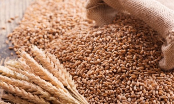 Buğday fiyatları tüm zamanların en yüksek seviyesine çıktı