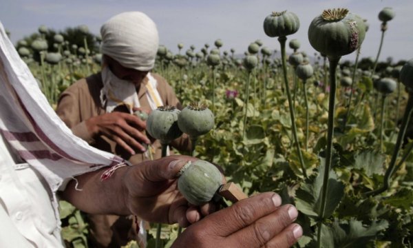 İran'dan Afganistan'a, "haşhaş yerine tarım üretimi" yardımı