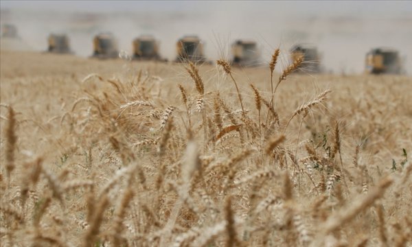 Hindistan, küresel talebi karşılamak için daha fazla buğday arzına hazır