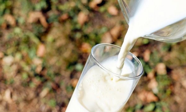 Çiğ süte yüzde 30 zam geldi