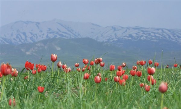 Çır Şelalesi ve lalelerle bezenen Bingöl Ovası doğaseverleri cezbediyor