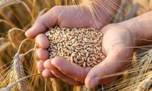 Hindistan'dan ithal edilen buğday hastalıklı çıktı; gemi geri gönderilecek