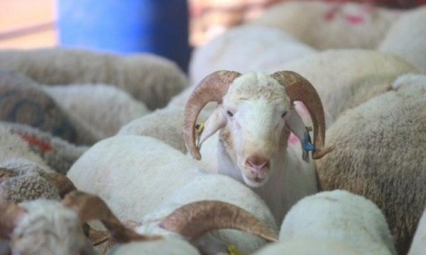 Kurbanlık fiyatlarında son durum! Büyük zam yapıldı