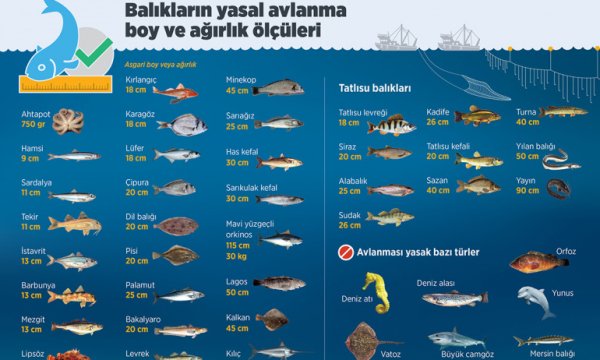 Balıkların yasal avlanma boyu ve ağırlık ölçüleri yayınlandı