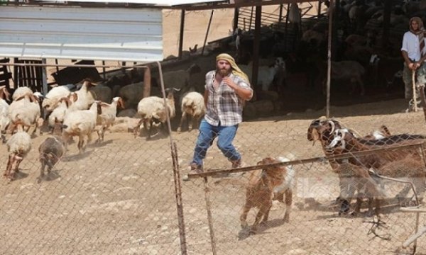 Yahudi çeteler Filistinlilere ait 200 küçükbaş hayvanı çaldı 