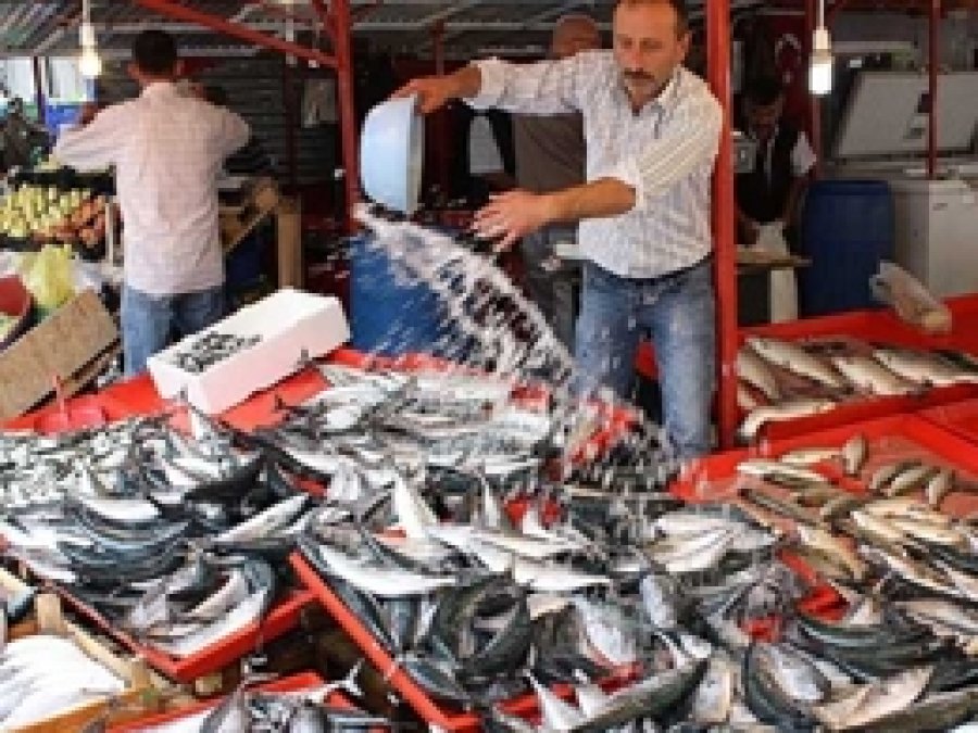 Palamut Gidiyor Hamsi Geliyor