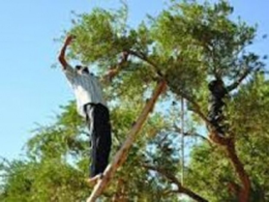 Zeytinde Hasat Başladı