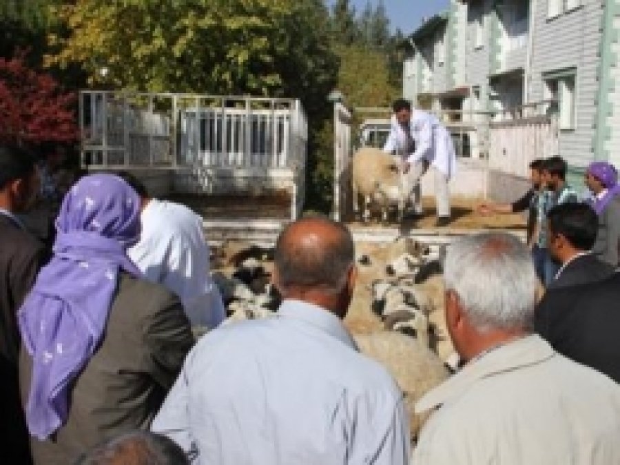 "Halk Elinde Hayvan Islahı" Projesi Devam Ediyor