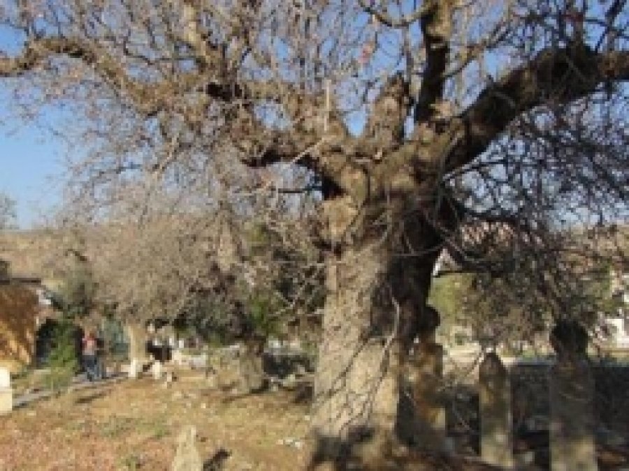 Tillolular: "Bin Yıllık Ağaçlar Koruma Altına Alınsın" 