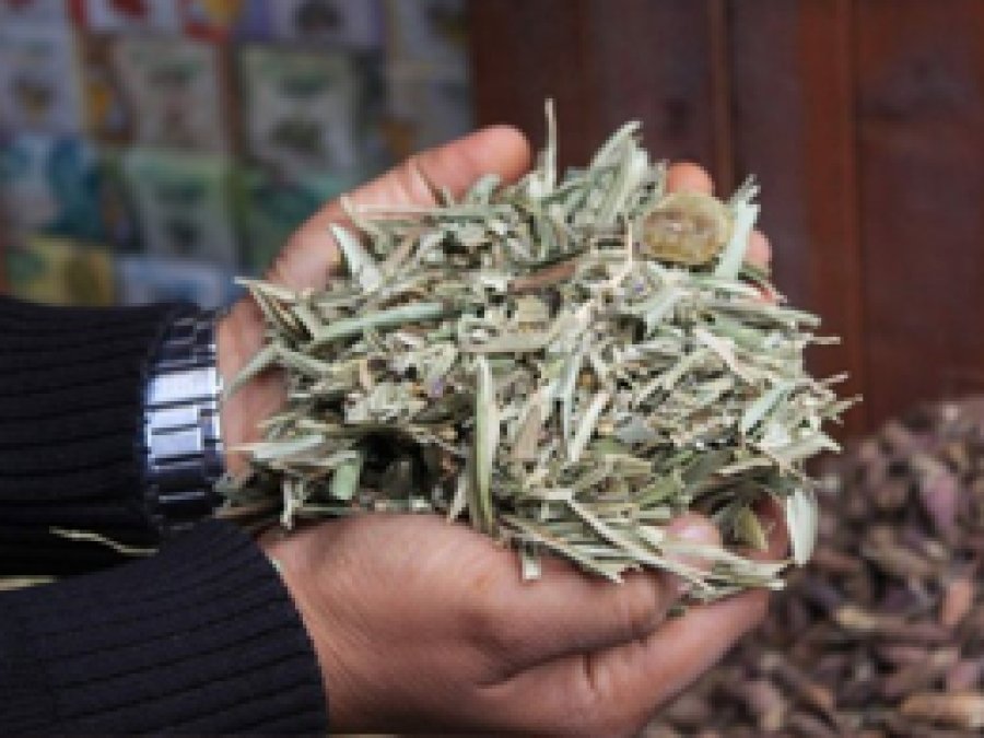Zeytin Yaprağı Şifa Saçıyor