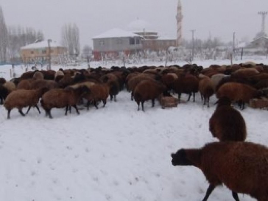 Hayvan Yetiştiricileri: Zararına Çalışıyoruz 