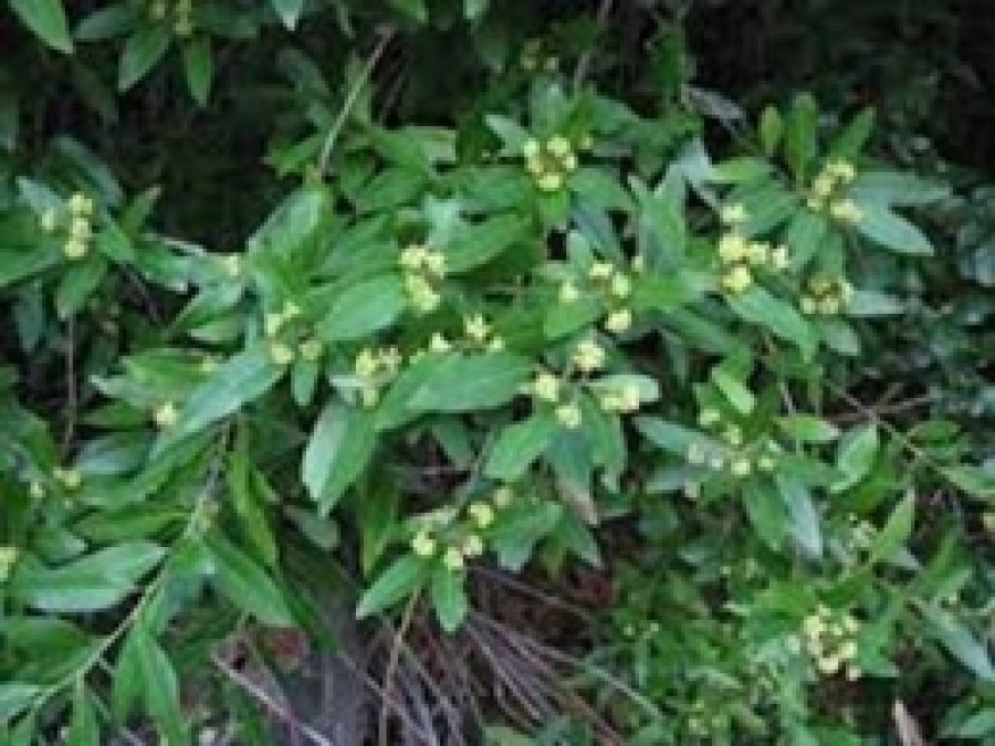 Tıbbi Aromatik Bitki Cenneti Türkiye