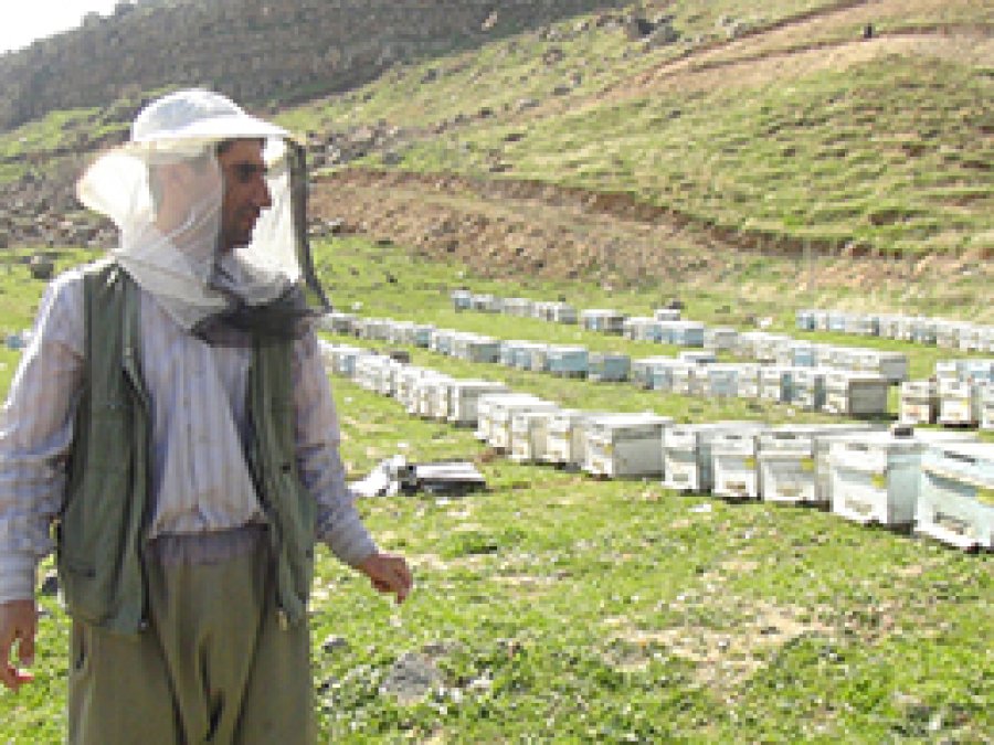 Arıcılar Cizre'yi Tercih Ediyor