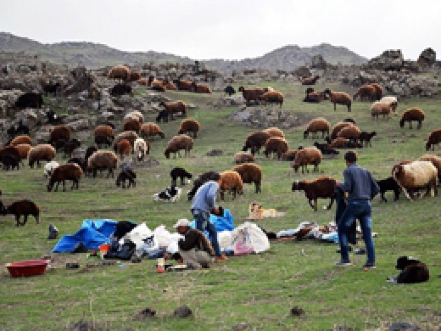 Çobanların Yayla Serüveni Başladı