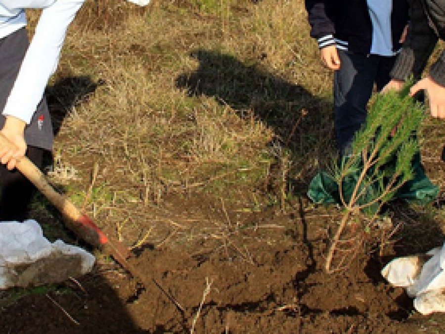 Son 10 Yılda 2,7 Milyar Fidan Toprakla Buluştu