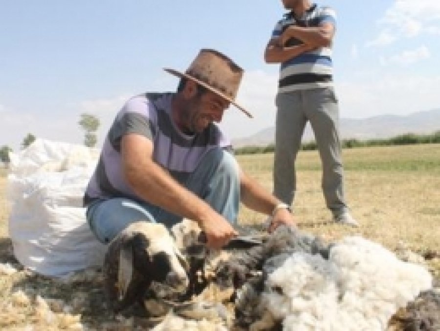 Van'da Kuzu Kırkma Zamanı
