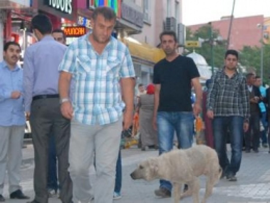 Ağrılılar Başıboş Köpeklerden Rahatsız 