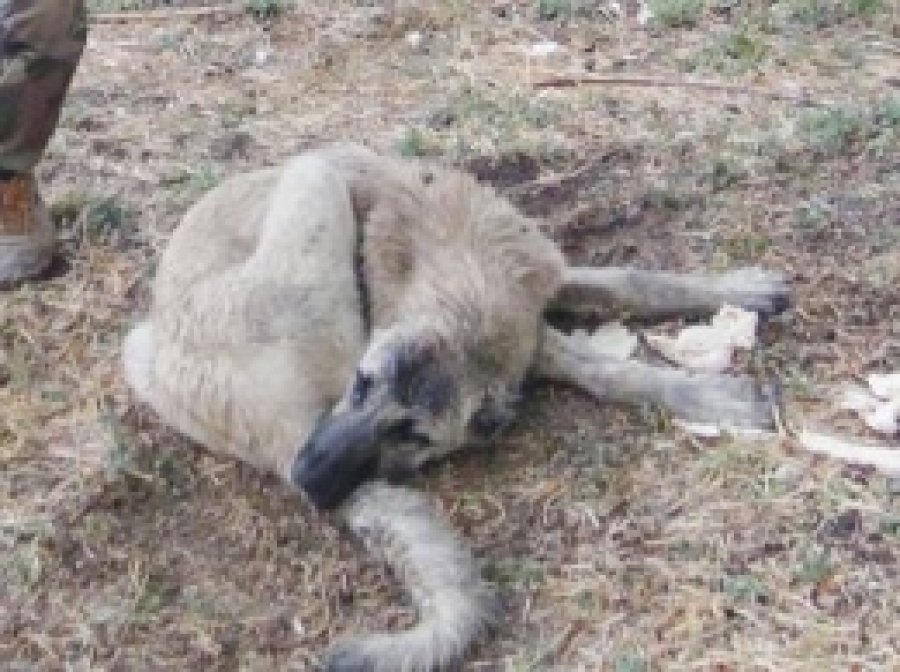 Onlarca Köpeğin Öldüğü Köyde Bulaşıcı Hastalık Riski