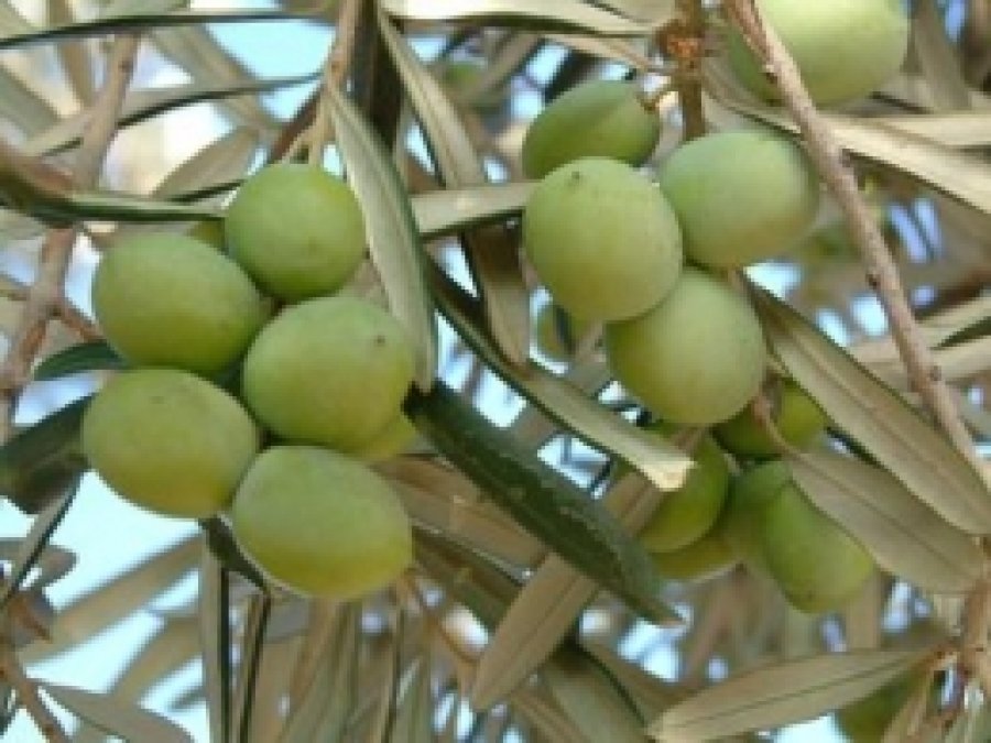 Yeşil Zeytin Tezgahlardaki Yerini Aldı