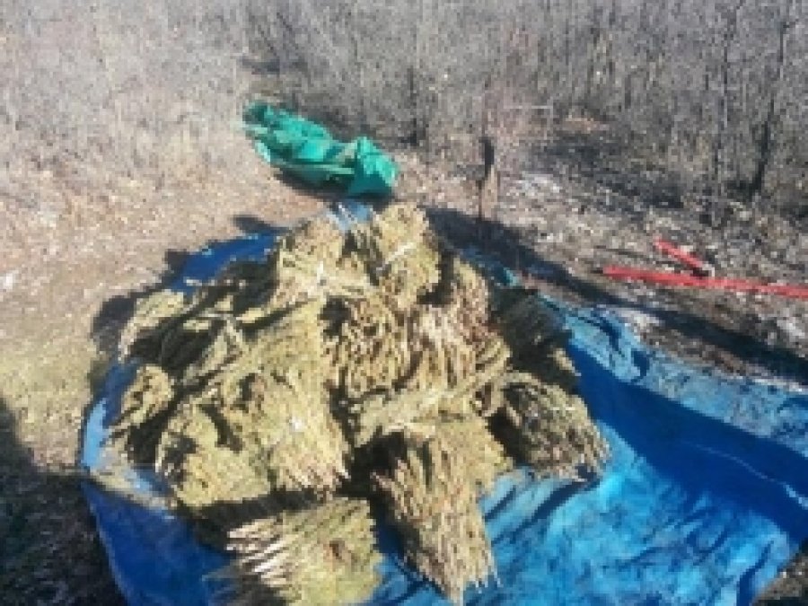 Diyarbakır'da Bin 200 Kilo Esrar Ele Geçirildi