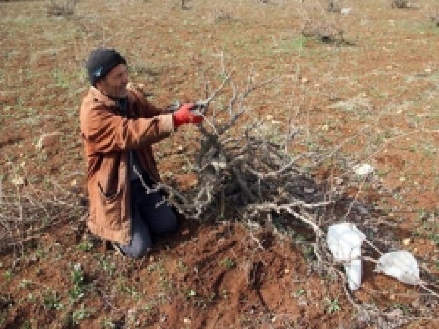 Midyat'ta, Üzüm Bağları Budanmaya Başladı