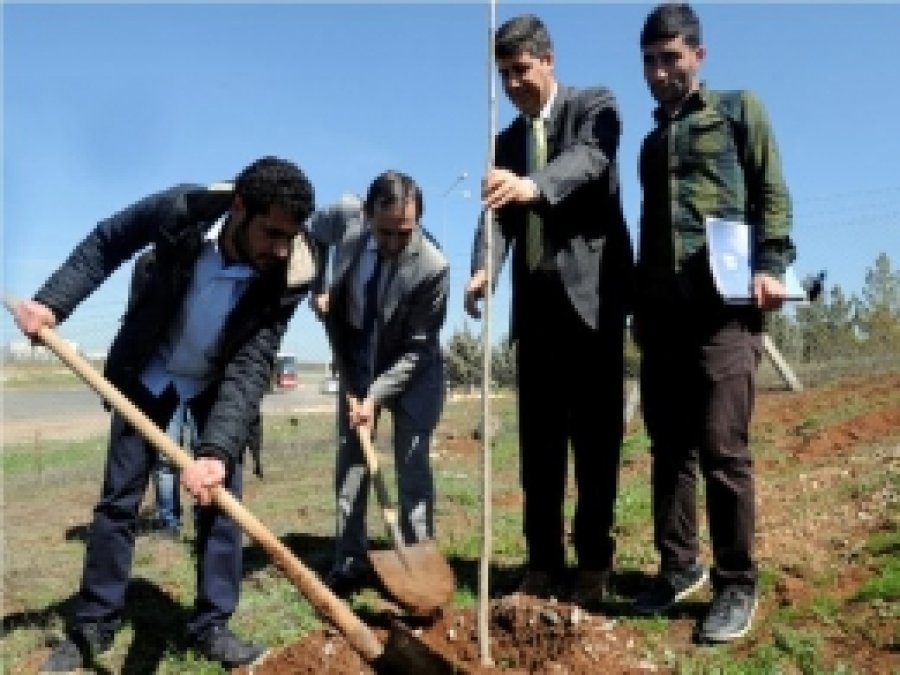 Dicle Kampüsünde Ağaçlandırma