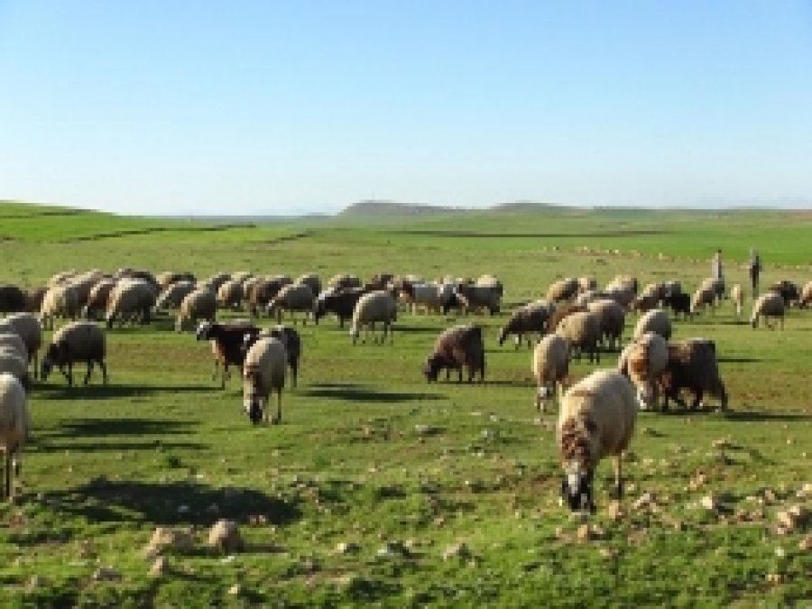Çınar'da Hayvancılık Sektörü İstatistikleri 