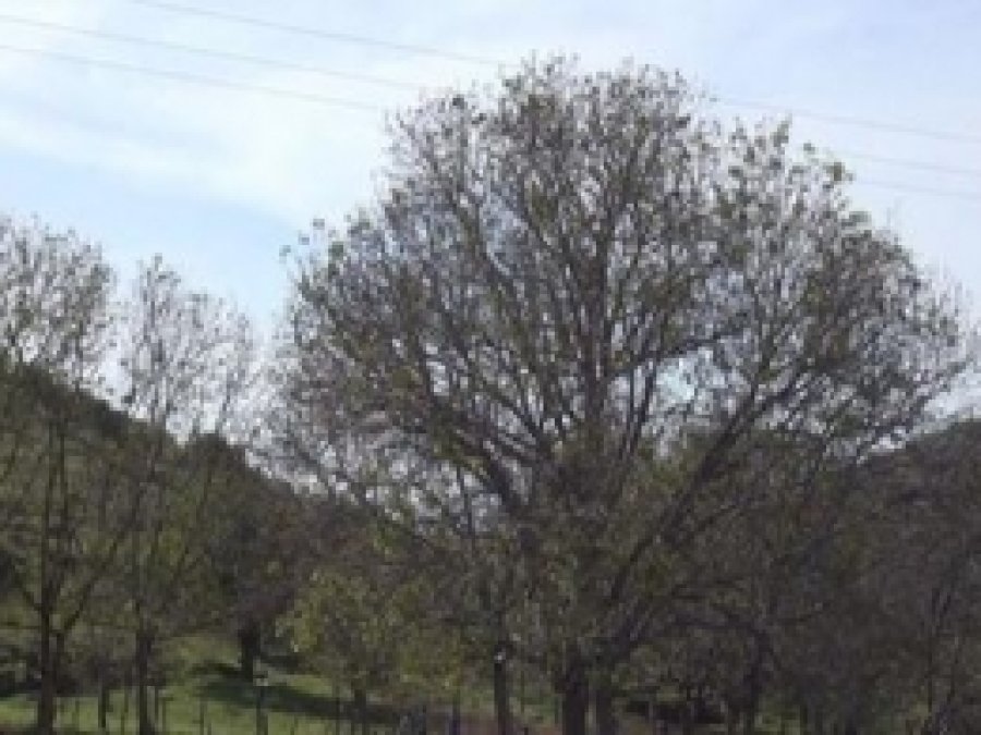 Cevizleri Donan Köylüle Perişan Durumda