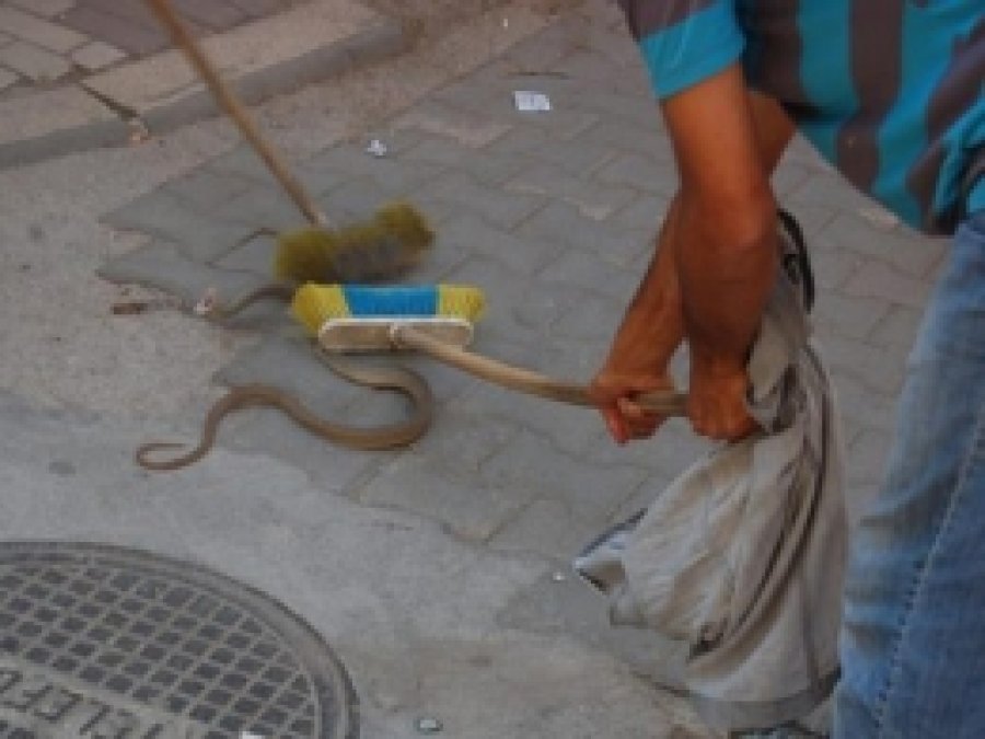 Havalar Isındı, Yılanlara Dikkat!