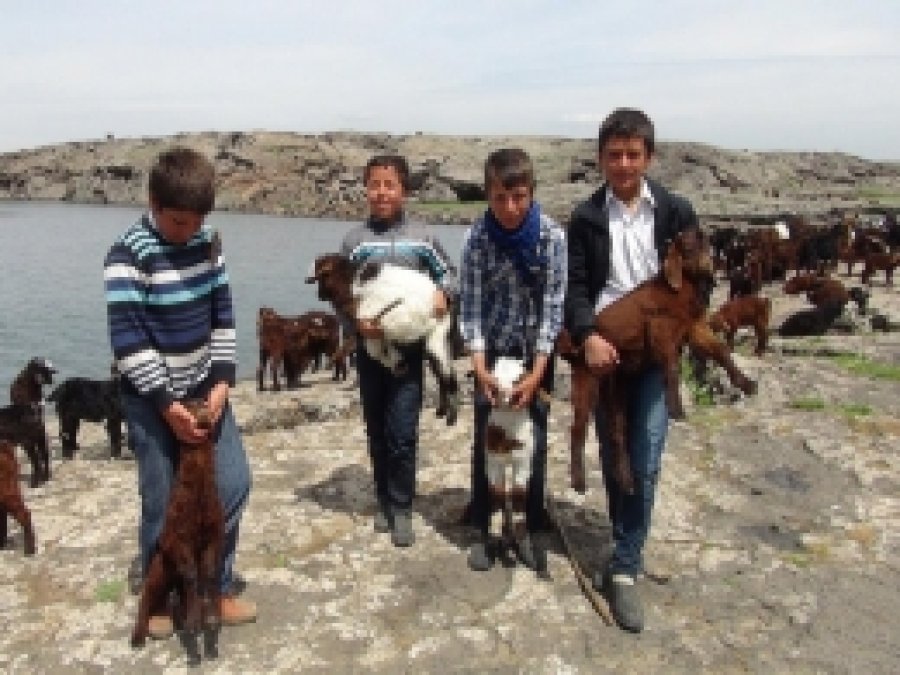 Küçük Keçilerin, Küçük Çobanları