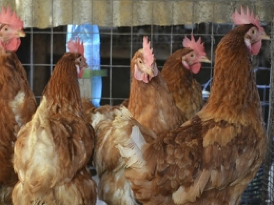Kümes Hayvancılığı Üretimi Açıklandı
