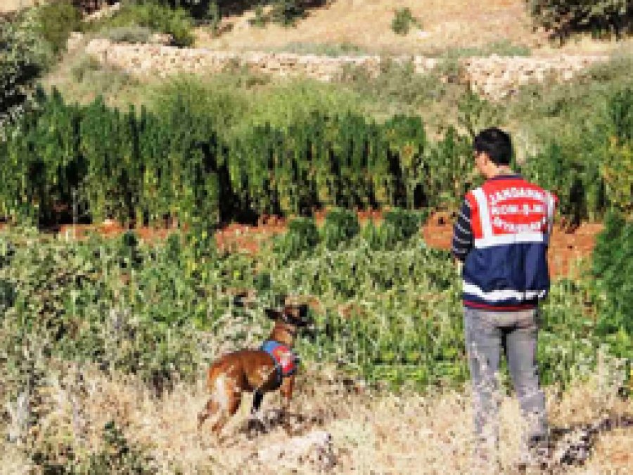 Diyarbakır'da 520 Kilo Esrar Ele Geçirildi