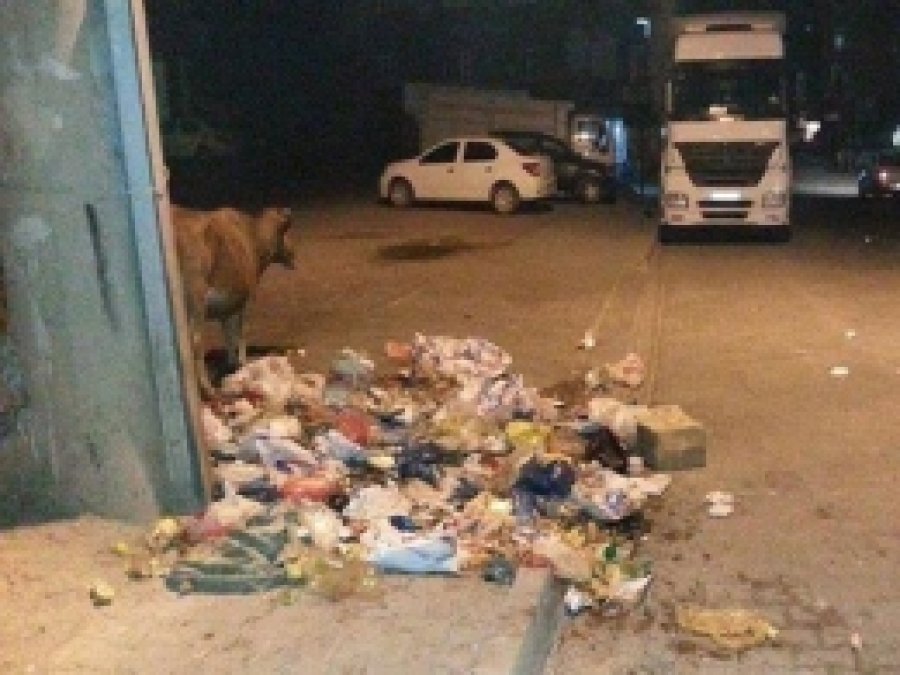 Başıboş Hayvanlara ve Çöp Yığınlarına Tepki