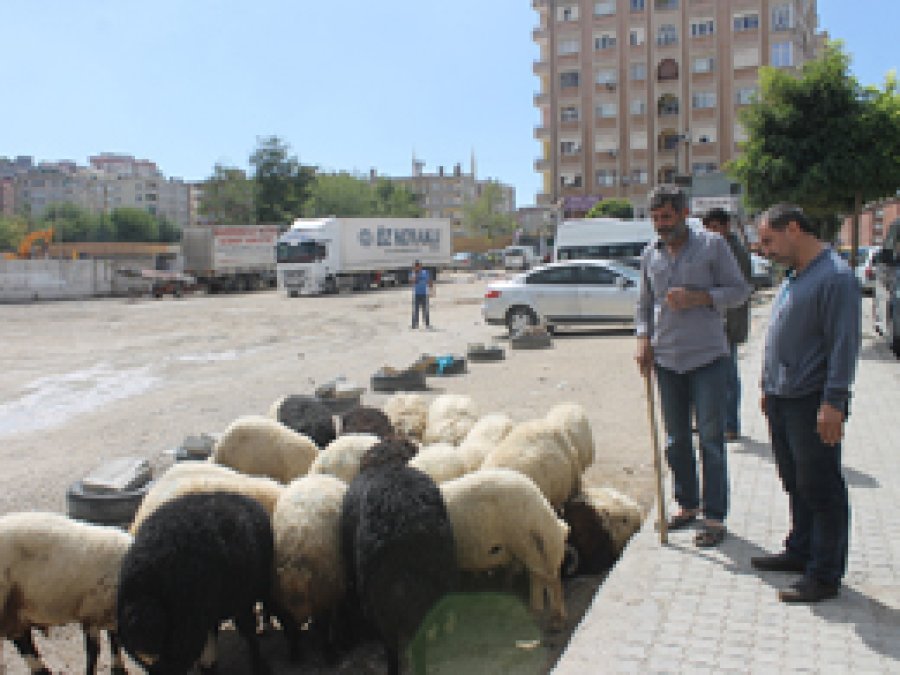 Mardin'de Kurbanlıklar Görücüye Çıktı 