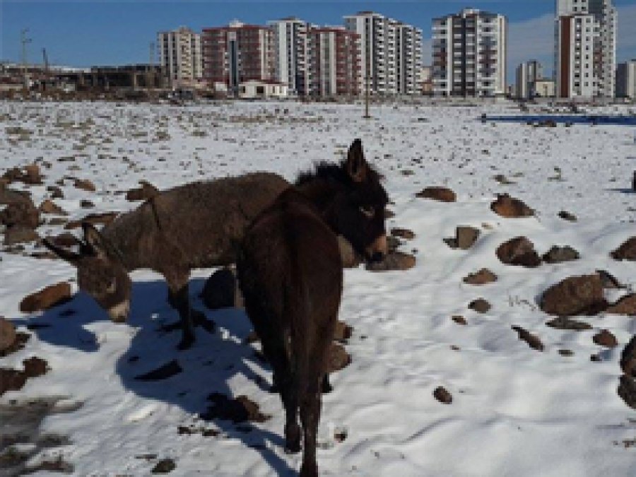 Hayvanlar ölüme terk edildi