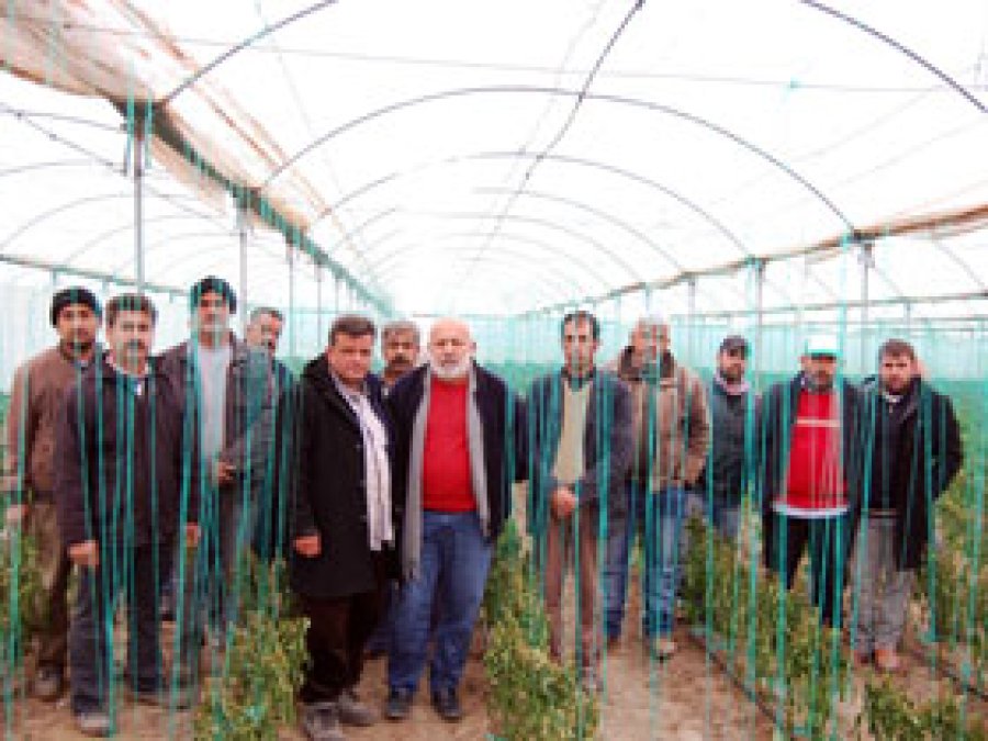 Mersin’de seraları don vurdu