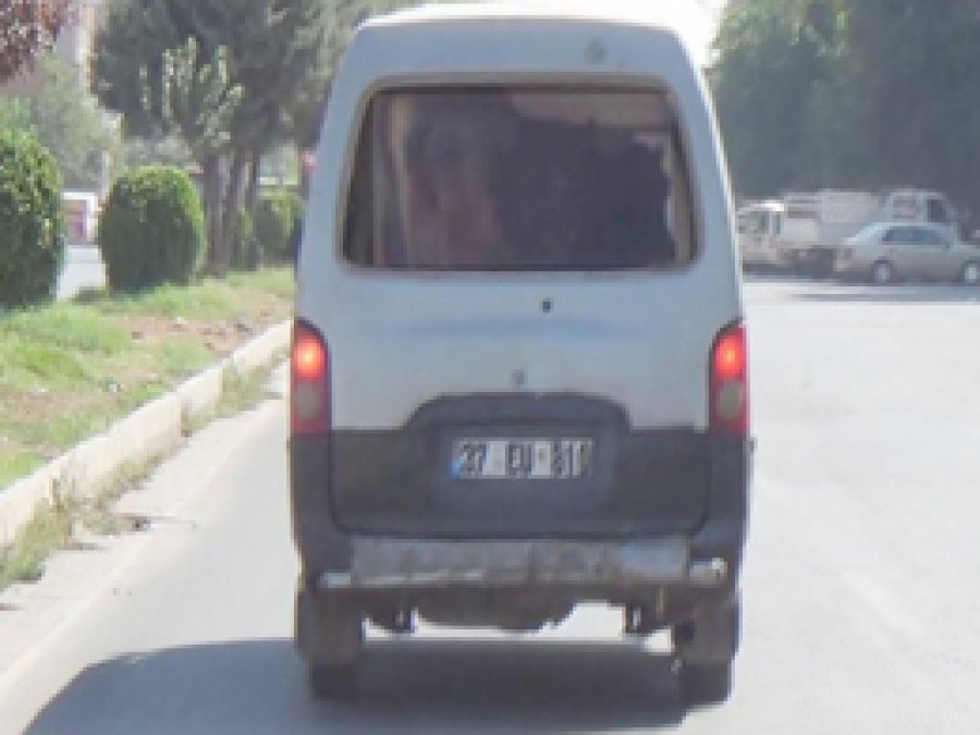 Büyükbaş hayvanlara VIP seyahat