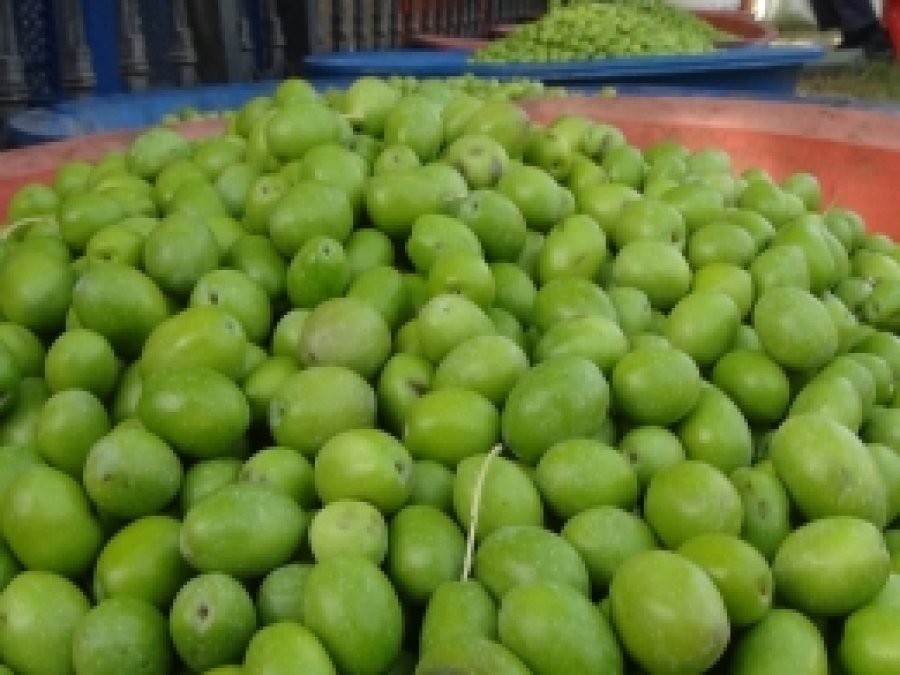 Nizipli zeytin üreticileri rekolteden memnun