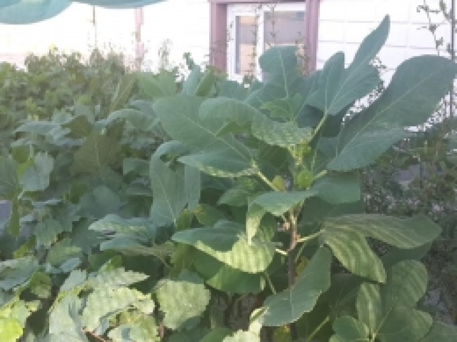 Batman Üniversitesi bağ tesisi için fidanlar hazır